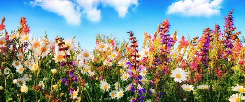 Get your poolscape ready for summer! spring flowers